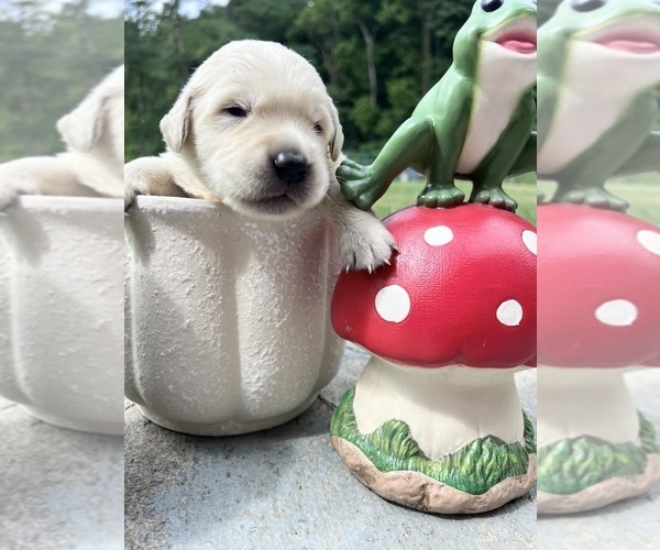 Medium Photo #8 Golden Retriever Puppy For Sale in NEOLA, WV, USA