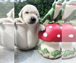Small #7 Golden Retriever