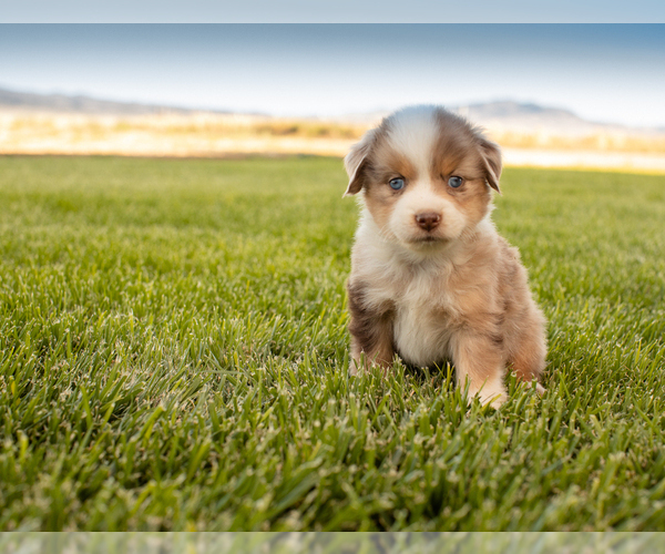 Medium Photo #3 Miniature Australian Shepherd Puppy For Sale in EUREKA, NV, USA