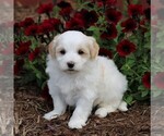 Small Photo #3 Maltipoo Puppy For Sale in SUNBURY, PA, USA