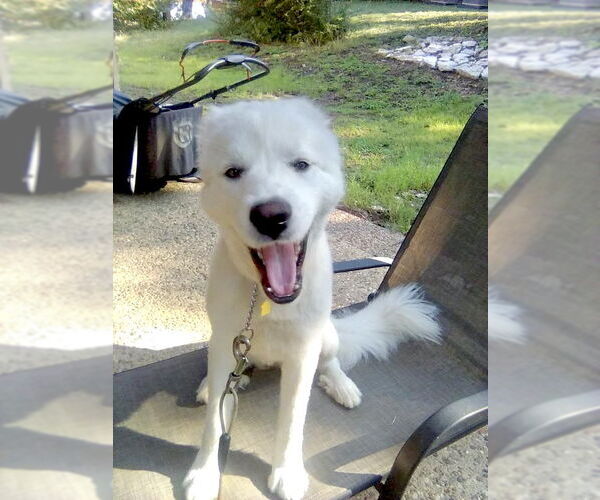 Medium Photo #5 Great Pyrenees Puppy For Sale in Spring, TX, USA