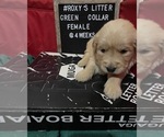 Small Photo #5 Golden Retriever Puppy For Sale in SAN BERNARDINO, CA, USA