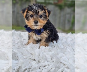 Yorkshire Terrier Puppy for sale in INDIANAPOLIS, IN, USA