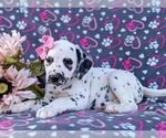 Small #3 Dalmatian