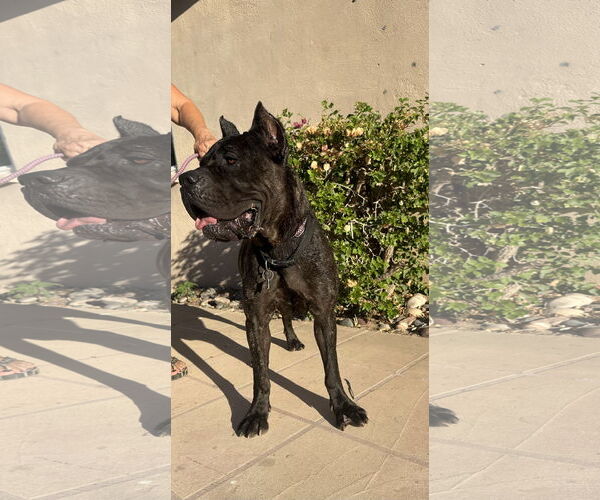 Medium Photo #5 Mutt Puppy For Sale in Goodyear, AZ, USA