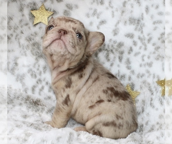 Medium Photo #9 French Bulldog Puppy For Sale in HOUSTON, TX, USA