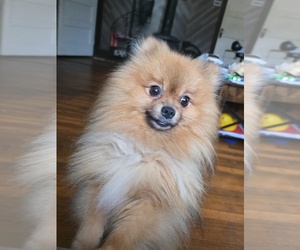 Father of the Pomeranian puppies born on 07/02/2026