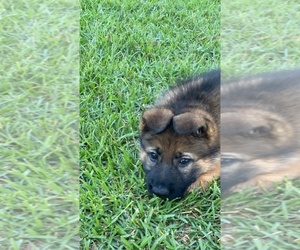German Shepherd Dog Puppy for sale in BELLEVIEW, FL, USA