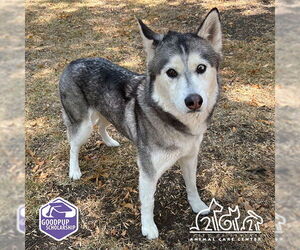 Siberian Husky-Unknown Mix Dogs for adoption in Irvine, CA, USA