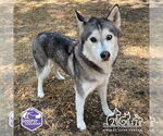 Small Siberian Husky Mix