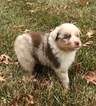 Small Photo #13 Australian Shepherd Puppy For Sale in ROBERTS, IL, USA