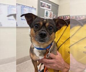 Chihuahua Dogs for adoption in Brighton, CO, USA