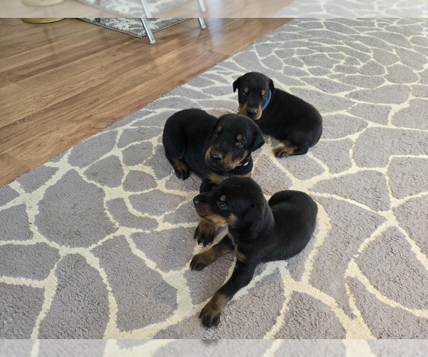 Medium Photo #3 Doberman Pinscher Puppy For Sale in MONROE, NC, USA