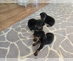 Small #2 Doberman Pinscher