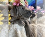 Small Photo #7 Great Dane Puppy For Sale in MIAMI, FL, USA