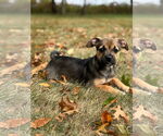 Small #1 Labrador Retriever Mix