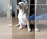 Small #21 Labrador Retriever