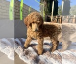 Small #2 Poodle (Standard)
