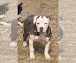 Small #3 Mutt