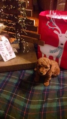Poodle (Toy) Puppy for sale in INDIANA, PA, USA
