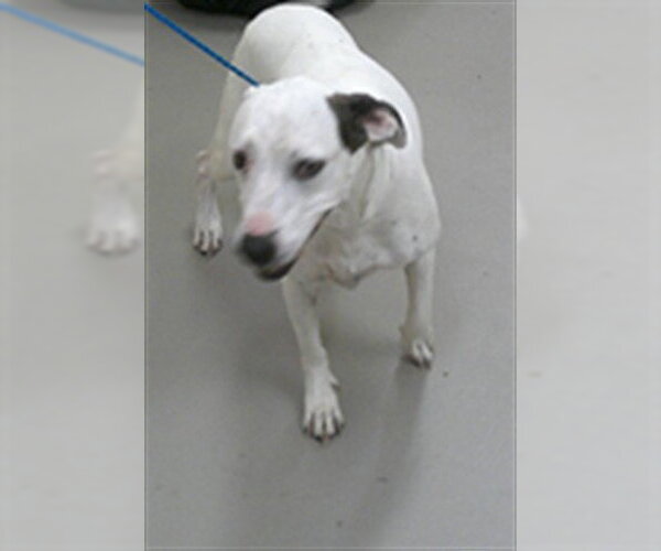 Medium Photo #1 Dalmatian-Unknown Mix Puppy For Sale in Sanford, FL, USA