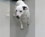 Small Dalmatian Mix
