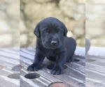 Small #8 Labrador Retriever