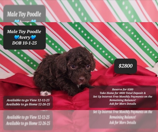 Medium Photo #1 Poodle (Toy) Puppy For Sale in TUCSON, AZ, USA