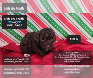 Poodle (Toy) Puppy for sale in TUCSON, AZ, USA