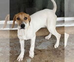 Small #1 Coonhound Mix