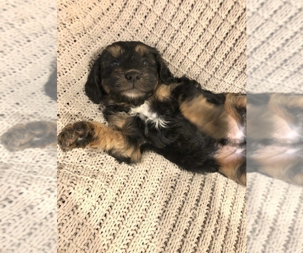 Medium Photo #9 Bernedoodle-Miniature Bernedoodle Mix Puppy For Sale in CHESILHURST, NJ, USA
