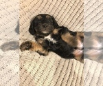 Small Photo #9 Bernedoodle-Miniature Bernedoodle Mix Puppy For Sale in CHESILHURST, NJ, USA