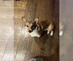 Small Photo #1 Pembroke Welsh Corgi Puppy For Sale in ABSECON, NJ, USA
