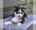 Small Photo #8 Siberian Husky Puppy For Sale in KINZERS, PA, USA