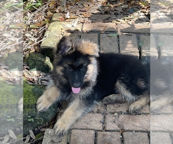 Medium Photo #5 German Shepherd Dog Puppy For Sale in FORT MYERS, FL, USA