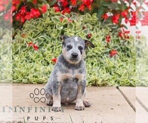 Australian Cattle Dog Puppy for sale in ATGLEN, PA, USA