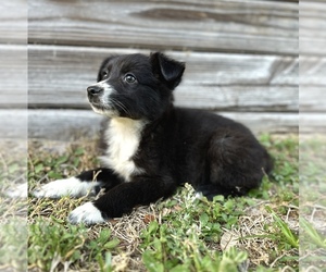 Miniature Australian Shepherd Puppy for Sale in ORLANDO, Florida USA