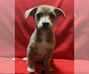 Mutt Dogs for adoption in Mundelein, IL, USA