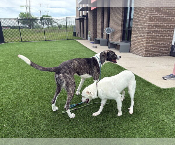 Medium Photo #2 Great Dane Puppy For Sale in Bullard, TX, USA