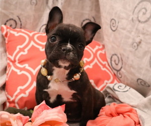 French Bulldog Puppy for Sale in THORP, Wisconsin USA