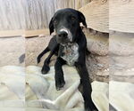 Small #2 Rottweiler Mix