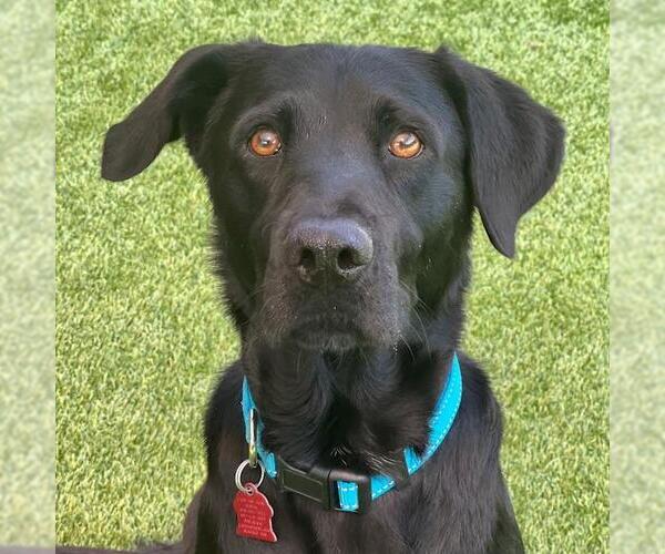 Medium Photo #3 Labrador Retriever-Unknown Mix Puppy For Sale in San Diego, CA, USA