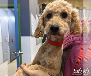 Poodle (Miniature)-Unknown Mix Dogs for adoption in Washington, DC, USA