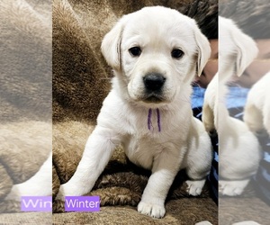 Labrador Retriever Puppy for sale in IOWA FALLS, IA, USA