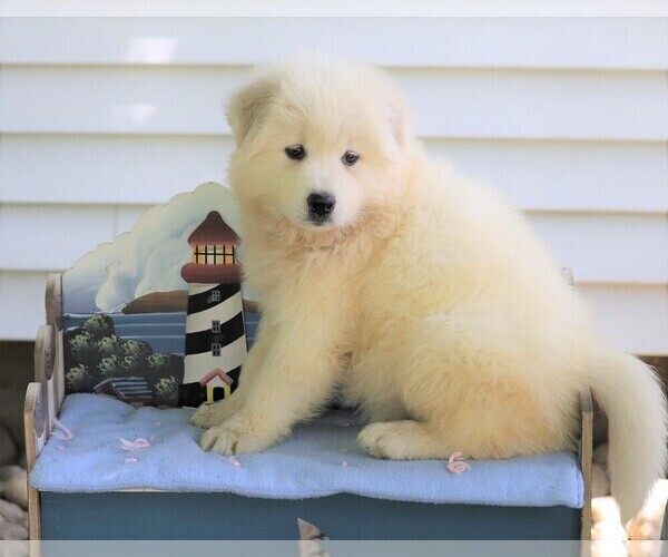 Medium Photo #3 Samoyed Puppy For Sale in FREDERICKSBG, OH, USA