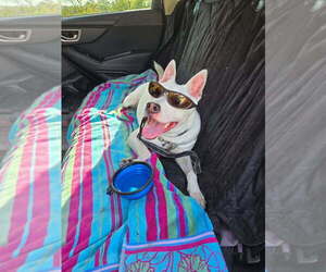 Louie - Male Mutt Dog for Adoption - Photo #9
