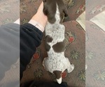 Small Photo #3 German Shorthaired Pointer Puppy For Sale in KYLE, TX, USA