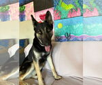 Small #6 German Shepherd Dog Mix