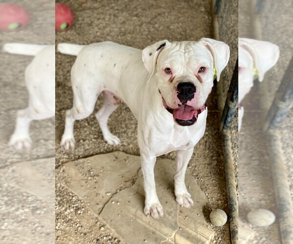 Medium Photo #1 Boxer Puppy For Sale in Austin, TX, USA