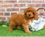 Small #7 Cavapoo (Miniature)